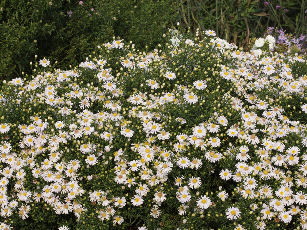 Aster novae-angliae 'Apollo'